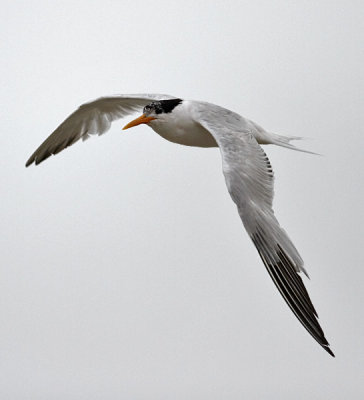 Elegant Tern, juv.g