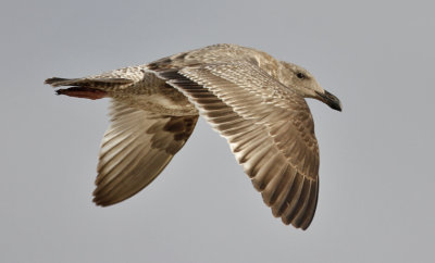 Glaucous-winged x Western Gull, 1st cycle
