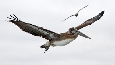 Brown Pelican, immature