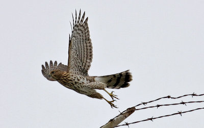 Sharp-shinned Hawk, immature (2 of 2)