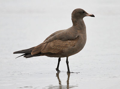 Heermann's Gull, 1st cycle