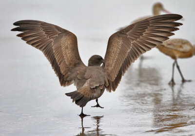 Heermanns Gull, 1st cycle