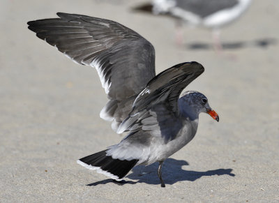 Heermann's Gull, 3rd cycle