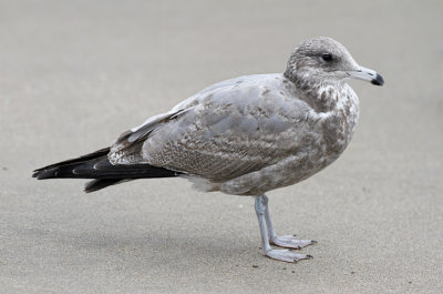 California Gull, presumed L.c albertaensis, 2nd cycle