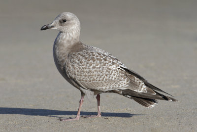 Thayer's Iceland Gull, juvenile