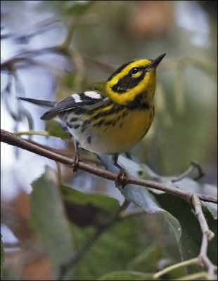 Townsend's Warbler, male