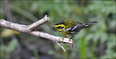 Townsends Warbler