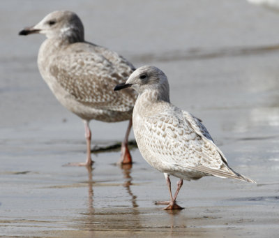 Kumlien's Iceland Gull, 1st cycle (4 of 6)  15 nov