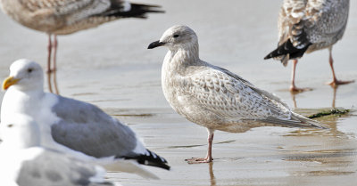 Kumlien's Iceland Gull, 1st cycle (3 of 6) 15 nov