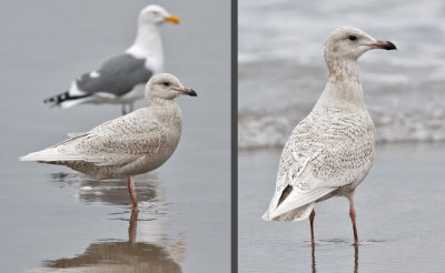 two views of unidentified Iceland-type gull, 1st cycle  22 jan 09