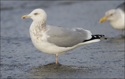 Herring Gull, basic adult 