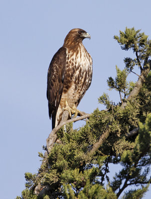 Red-tailed Hawk, adult