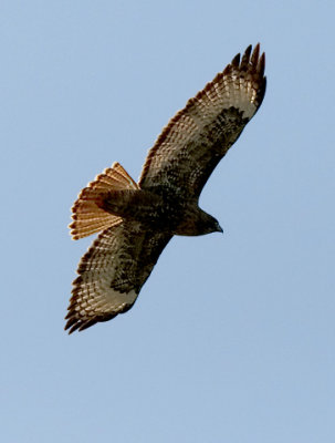 Red-tailed Hawk, dark morph adult