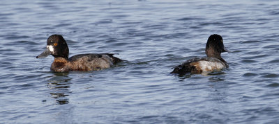 Greater Scaups, possible 1st winter