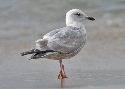 Thayer's Iceland Gull, 2nd cycle 