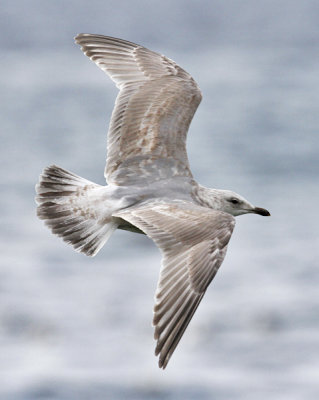 Thayer's Iceland Gull, 2nd cycle