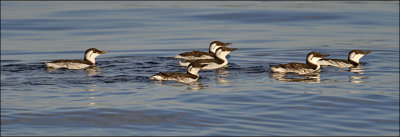 Common Murres, 1st year