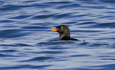 Rhinoceros Auklet, prebasic 