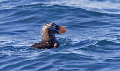 Tufted Puffin, 3rd year basic (1 of 2)