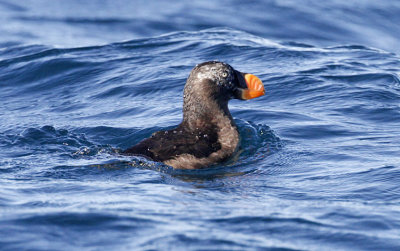 Tufted Puffin, 3rd year basic (2 of 2) 