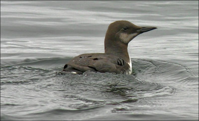Common Murre, dark basic