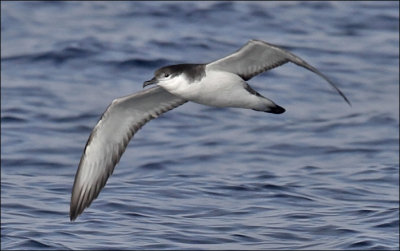 Buller's Shearwater