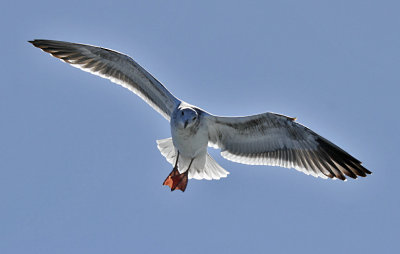 Western Gull, 2nd cycle