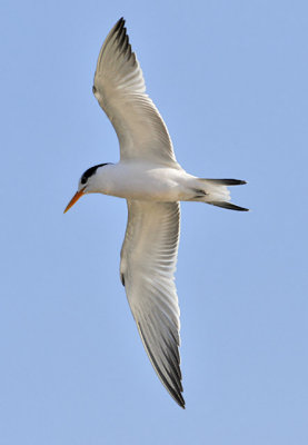 Elegant Tern 1st cycle