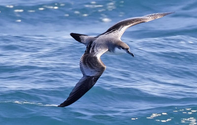 Bullsr's Shearwater