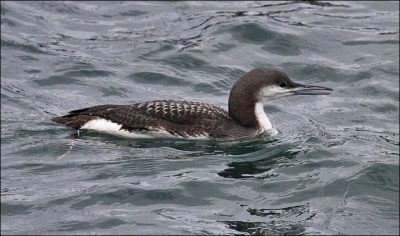 Pacific Loon, juv.