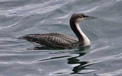 Pacific Loon, juv.