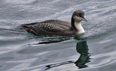 Pacific Loon, juv.
