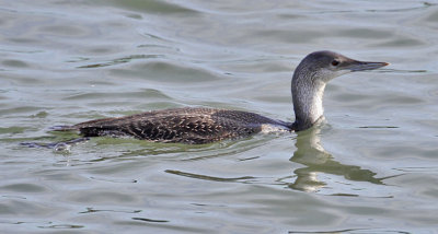 Red-throated Loon, basic adult