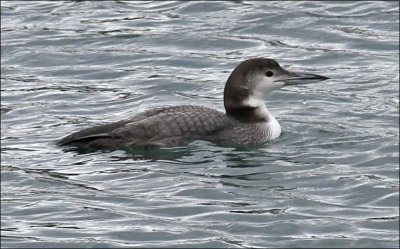 Common Loon, juv.