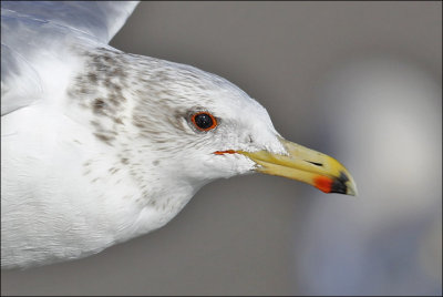 California Gull, winter adult, probable L.c. albertaensis