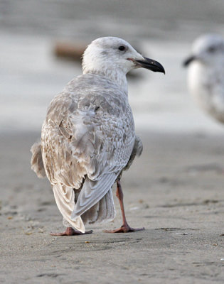 Glaucous-winged Gull, 1st cycle