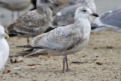 Thayer's Iceland Gull, bleached 1 st cycle