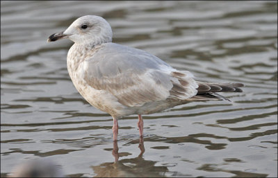 Iceland Gull (L.g.thayeri), cycle 2