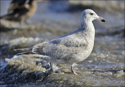 Glaucous-winged x Herring gull, 2nd cycle