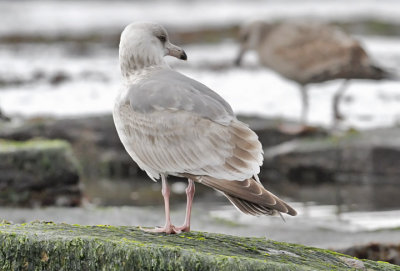 Glaucous-winged  x Herring Gull, 2nd cycle (1 of 2)