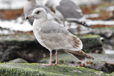Glaucous-winged x Herring Gull), 2nd cycle (2 of 2)