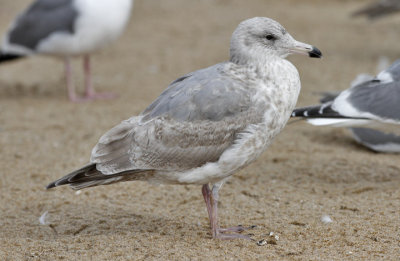 Glaucous-winged x Herring Gull, 2nd cycle