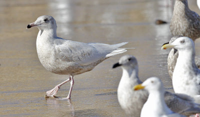Glaucous Gull, 2nd cycle