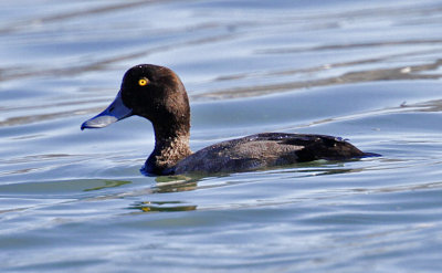 Greater Scaup, winter adult