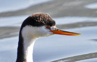 Clark's Grebe, basic adult