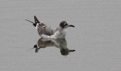 Franklin's Gull, 1st cycle (1 of 2)