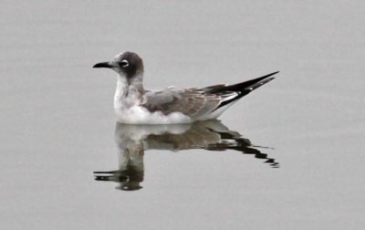 Franklin's Gull, 1st cycle (2 of 2)