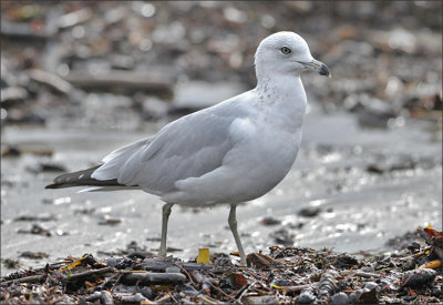 Ring-billed gull, 2nd cycle