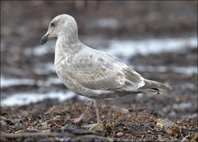 Glaucous-winged x Western Gull, cy 2