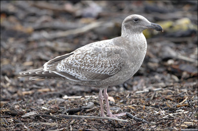 Glaucous-winged x Western Gull, cy 1